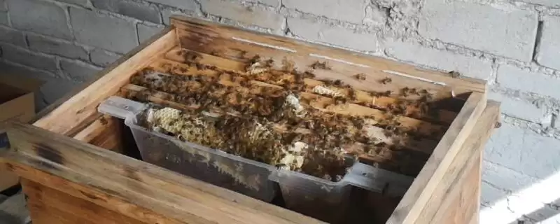 蜜蜂开箱的时间,要根据季节、气候和蜜源等决定插图 蜜蜂开箱的时间,要根据季节、气候和蜜源等决定插图