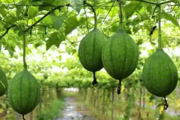 评估种植瓜蒌前景的方法和重点？分析瓜蒌前景要做好哪些细节？插图5