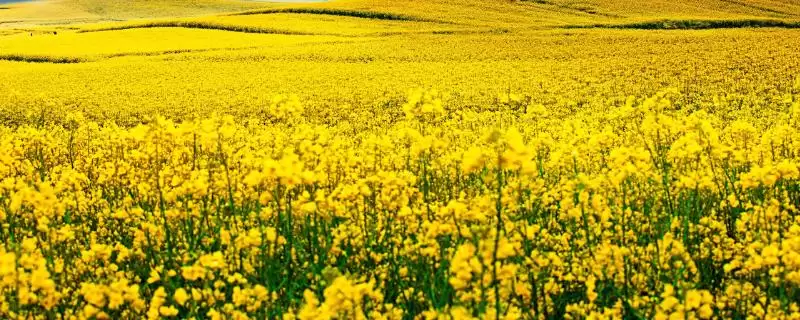 养殖油菜花的注意事项,一般在9-11月份左右种植-会东网