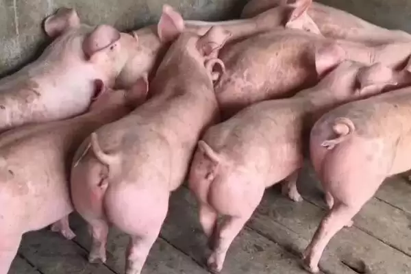 探究仔猪出生两天后腹泻原因的方法和重点？养猪要做好哪些幼猪健康细节？插图2