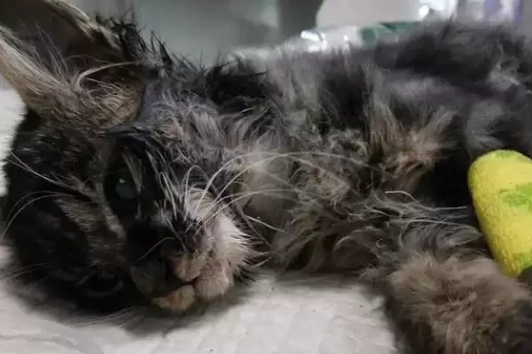 猫瘟会有哪些具体的症状呢 ,猫瘟会出现发烧、食欲不振等症状插图2 猫瘟会有哪些具体的症状呢 ,猫瘟会出现发烧、食欲不振等症状插图2