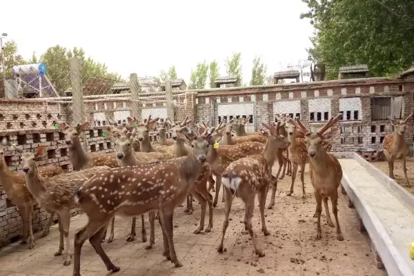 图片[2]-最轻巧的养殖业的种类和要点？选择轻巧养殖业需关注哪些项目？-会东网