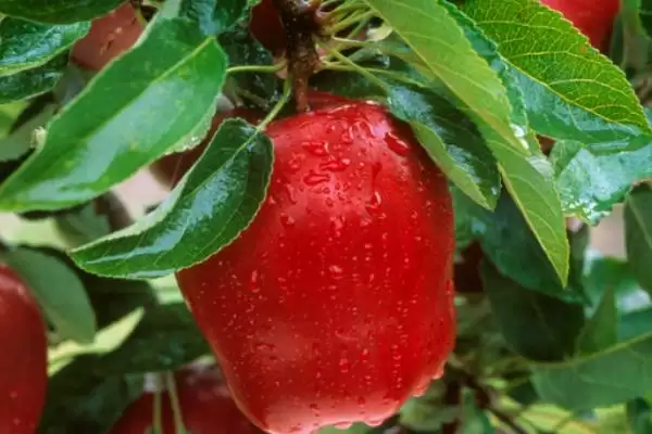 红星苹果和蛇果的区别,外形、口感和价格都不同插图5 红星苹果和蛇果的区别,外形、口感和价格都不同插图5