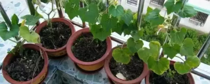 阳台种植南瓜用土深度的方法和重点?阳台种南瓜用土要做好哪些细节?-会东网