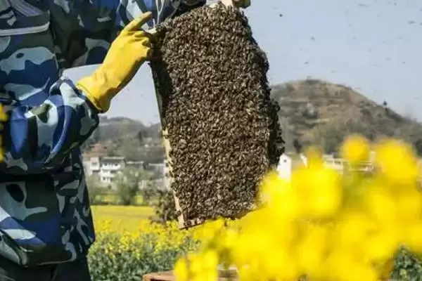 图片[3]-养蜂相关知识，需注意防治蚂蚁、胡蜂等天敌-会东网
