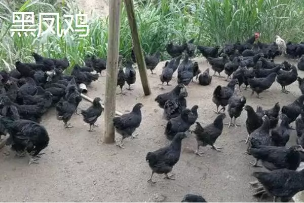 掌握特种鸡价格动态的方法和重点?养鸡要做好哪些价格关注?插图5 掌握特种鸡价格动态的方法和重点?养鸡要做好哪些价格关注?插图5