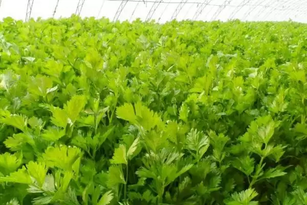 图片[4]-芹菜种植时间指南：每个月都能种的种植诀窍-会东网