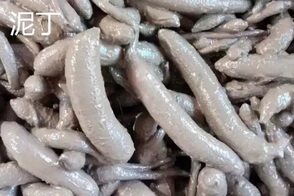 图片[2]-泥丁和沙虫的区别在哪？外观像钉子与肠子的奇妙生物-会东网