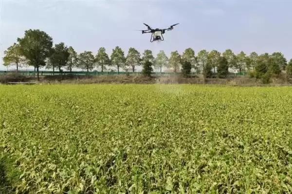 培育油菜壮苗的要素，播种后要时常浇水保湿插图5