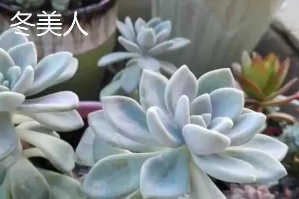 图片[4]-新手必看！姬胧月、虹之玉、冬美人等易养多肉植物推荐-会东网