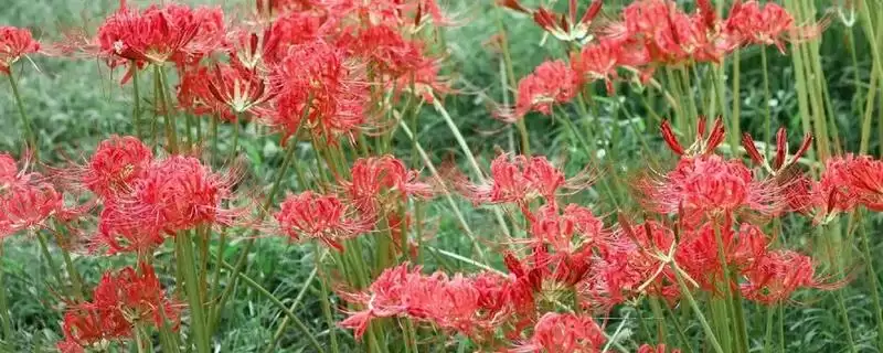 防治彼岸花虫害的方法和重点？防治彼岸花虫害要做好哪些细节？-会东网