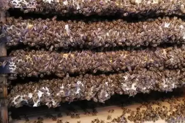 强群失王的表现,往往会焦躁不安插图3 强群失王的表现,往往会焦躁不安插图3