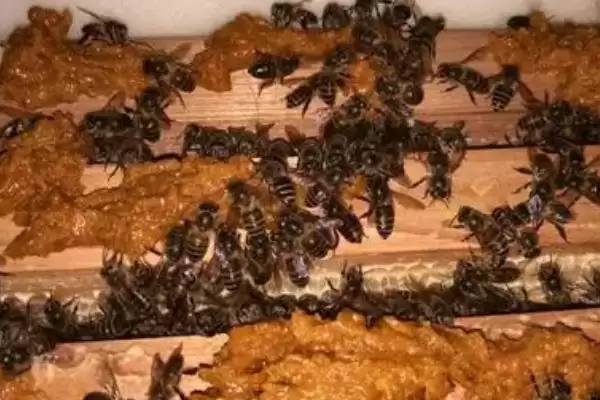 图片[3]-蜜蜂秋繁奖励饲喂多长时间，每天饲喂直到越冬期来临前21天-会东网