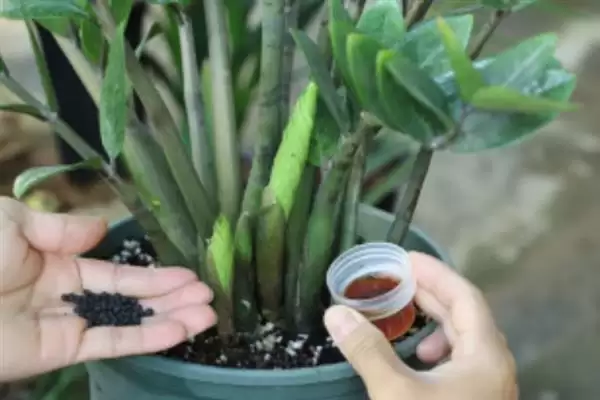 金钱树开花后的处理方法 ,金钱树开花后要如何进行处理插图3