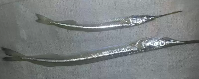 皮颔养殖难度解析:有一定饲养难度的原因剖析-会东网