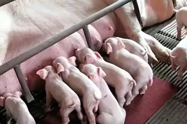 图片[4]-母猪生产多长时间算为难产情况呢,母猪生产超过 3 个小时算为难产情况-会东网