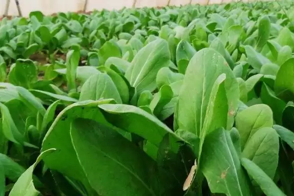 图片[6]-了解蔬菜农药安全间隔期的方法和重点？把握蔬菜农药安全间隔期要做好哪些细节？-会东网