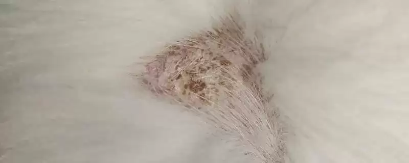 猫癣有哪些具体的症状表现 ,猫癣一般皮肤干燥、起环形皮屑-会东网