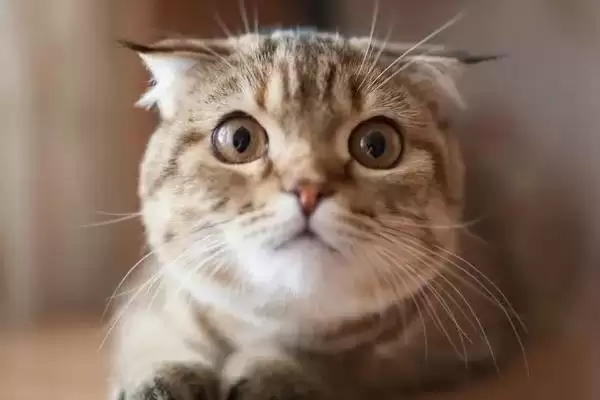 图片[4]-猫咪身体有寄生虫该怎么办 ,猫咪有寄生虫需及时使用驱虫药-会东网