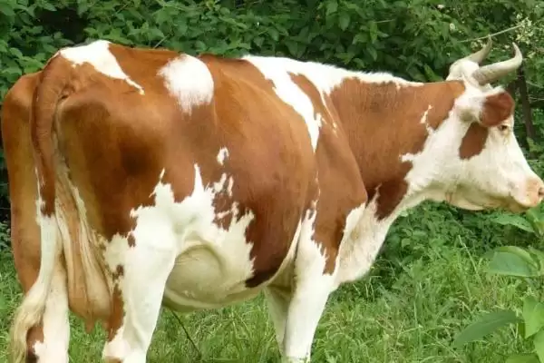 牛的体型和体重之谜:与品种和性别相关的秘密插图3 牛的体型和体重之谜:与品种和性别相关的秘密插图3