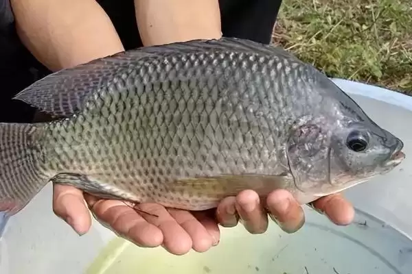 图片[8]-罗非鱼是淡水鱼还是海鱼 ,罗非鱼属于哪种水域的鱼-会东网