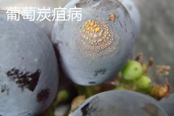 葡萄病虫害防治技术全解：不同病害为害部位的应对策略插图1