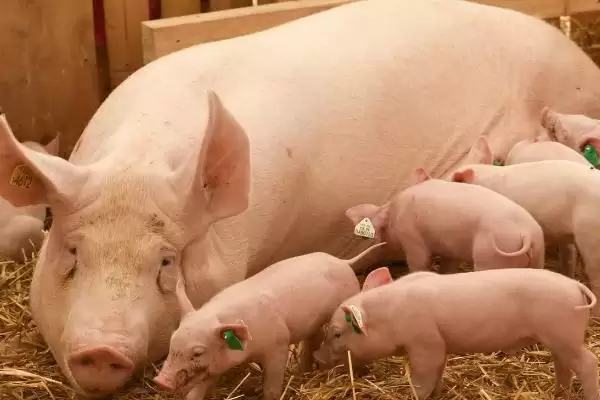 母猪呕吐的原因和治疗方式有哪些呢,母猪呕吐因饲料发霉、寄生虫等可治疗插图2