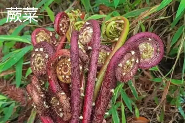 图片[5]-薇菜的收获时间？确定薇菜收获时间要关注哪些生长周期和品质影响要点？-会东网