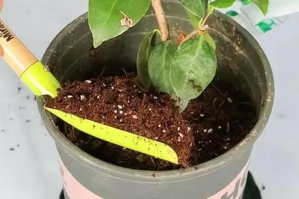 绿菊花的花语有哪些寓意 ,绿菊花有何花语寓意插图4