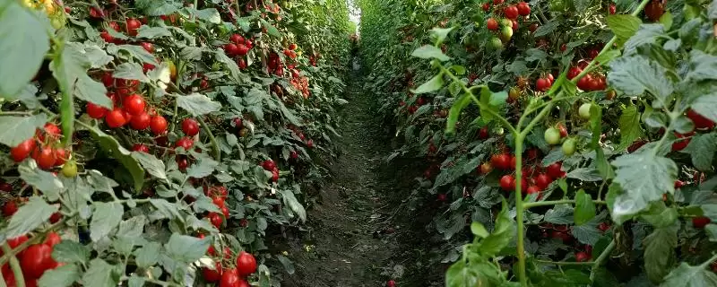 圣女果设施栽培技术？在设施内栽培圣女果要遵循哪些种植技术？-会东网