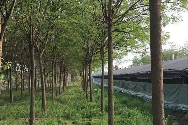 图片[4]-国槐的主要病虫害及防治方式，不同病虫害的防治方法不同-会东网