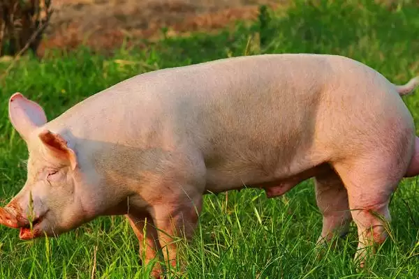 快速治疗猪水肿病的方法和重点?养猪要做好哪些治疗细节?插图1 快速治疗猪水肿病的方法和重点?养猪要做好哪些治疗细节?插图1