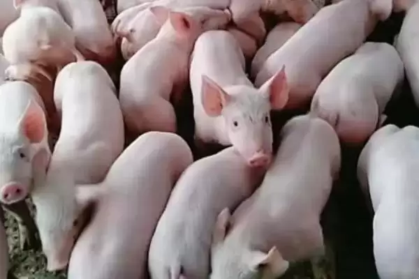 探究仔猪出生两天后腹泻原因的方法和重点？养猪要做好哪些幼猪健康细节？插图1