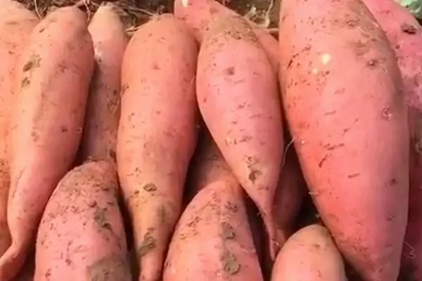 图片[3]-什么品种的红薯又好吃且产量高？挑选优质红薯品种要关注哪些要点？-会东网