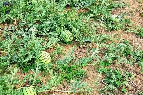 分析西瓜叶片有黑斑原因的方法和重点？探究西瓜叶片黑斑要做好哪些细节？插图3