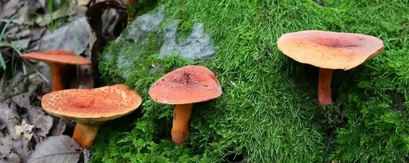 鉴别野生菌是否有毒的方法和重点？鉴别野生菌是否有毒要做好哪些细节？-会东网