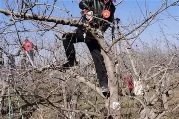 苹果树修剪方法，要逐年清理多余辅养枝插图2