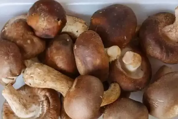 图片[5]-食用菌的种植前景？了解食用菌种植前景要分析哪些市场和产业因素？-会东网