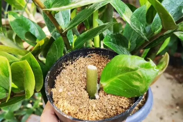 金钱木侧芽的繁殖方式 ,金钱木侧芽常采用什么方式繁殖插图1