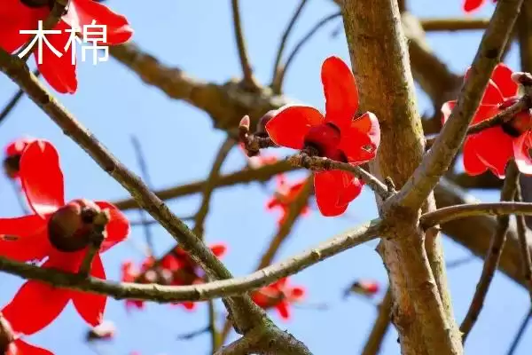 美丽异木棉和木棉有什么区别呢 ,美丽异木棉和木棉科属、形态、习性不同插图2 美丽异木棉和木棉有什么区别呢 ,美丽异木棉和木棉科属、形态、习性不同插图2