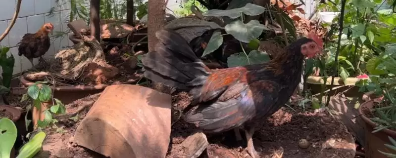 了解招财鸡价格的方法和重点?养鸡要做好哪些特色鸡价格关注?-会东网