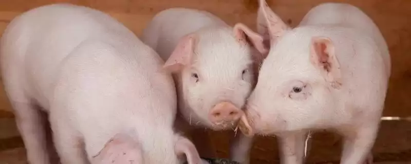 识别新生仔猪正常粪便状态的方法和重点?养猪要做好哪些健康观察细节?-会东网