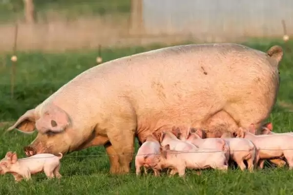母猪发情多久后可以进行配种呢,母猪发情后 3-4 天配种比较合适插图3 母猪发情多久后可以进行配种呢,母猪发情后 3-4 天配种比较合适插图3