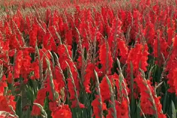 剑兰的养殖与注意事项 ,剑兰如何养殖及要注意什么插图5