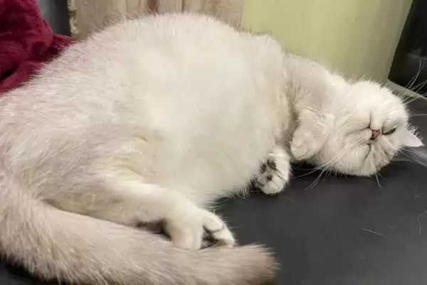 猫咪怀孕有哪些注意事项 ,猫咪怀孕需营养均衡并及时补钙插图2 猫咪怀孕有哪些注意事项 ,猫咪怀孕需营养均衡并及时补钙插图2