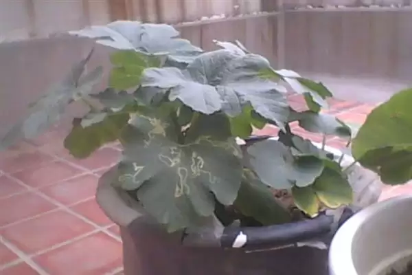 种植金丝绞瓜的方法和重点？种金丝绞瓜要做好哪些细节？插图6