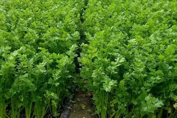 图片[3]-芹菜种植时间指南：每个月都能种的种植诀窍-会东网