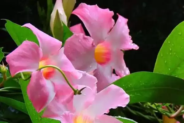 图片[3]-飘香藤和双喜藤的关系揭秘：同一种植物的不同称呼-会东网