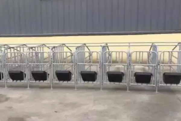 母猪定位栏要如何进行安装呢,安装母猪定位栏先设定好走道距离插图3 母猪定位栏要如何进行安装呢,安装母猪定位栏先设定好走道距离插图3