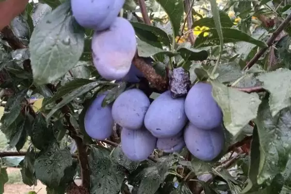 图片[3]-种植前景好的西梅品种和要点？种植西梅选种需关注哪些品种？-会东网